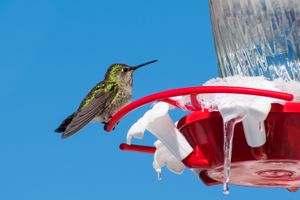 A hummingbird perched on a red feeder with icicles hanging from it