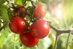 Garden tomatoes