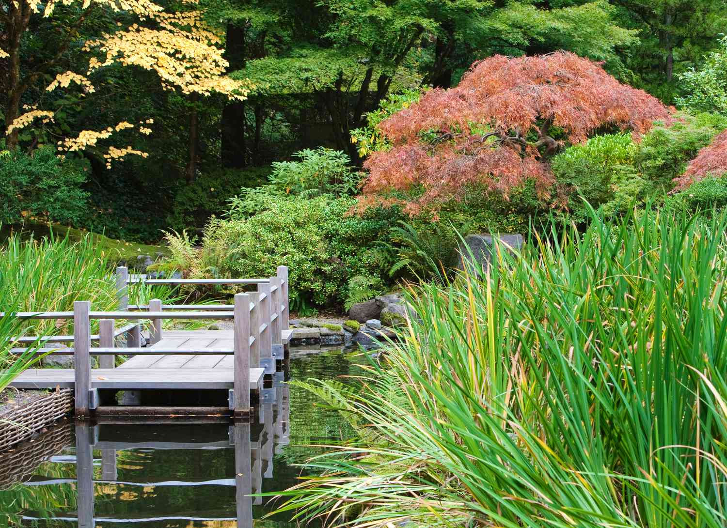 dock over a koi pond