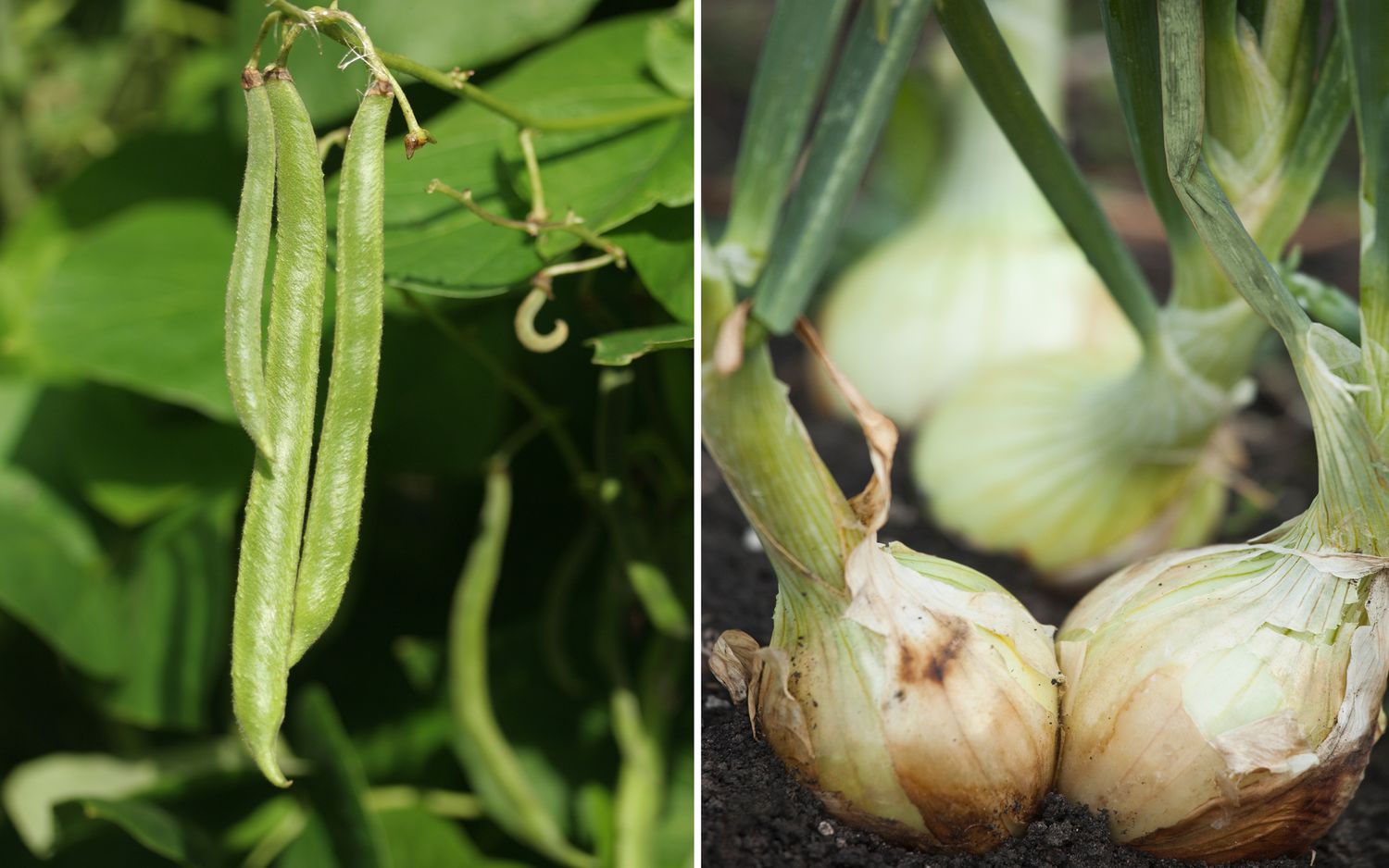 Beans pods and onions growing