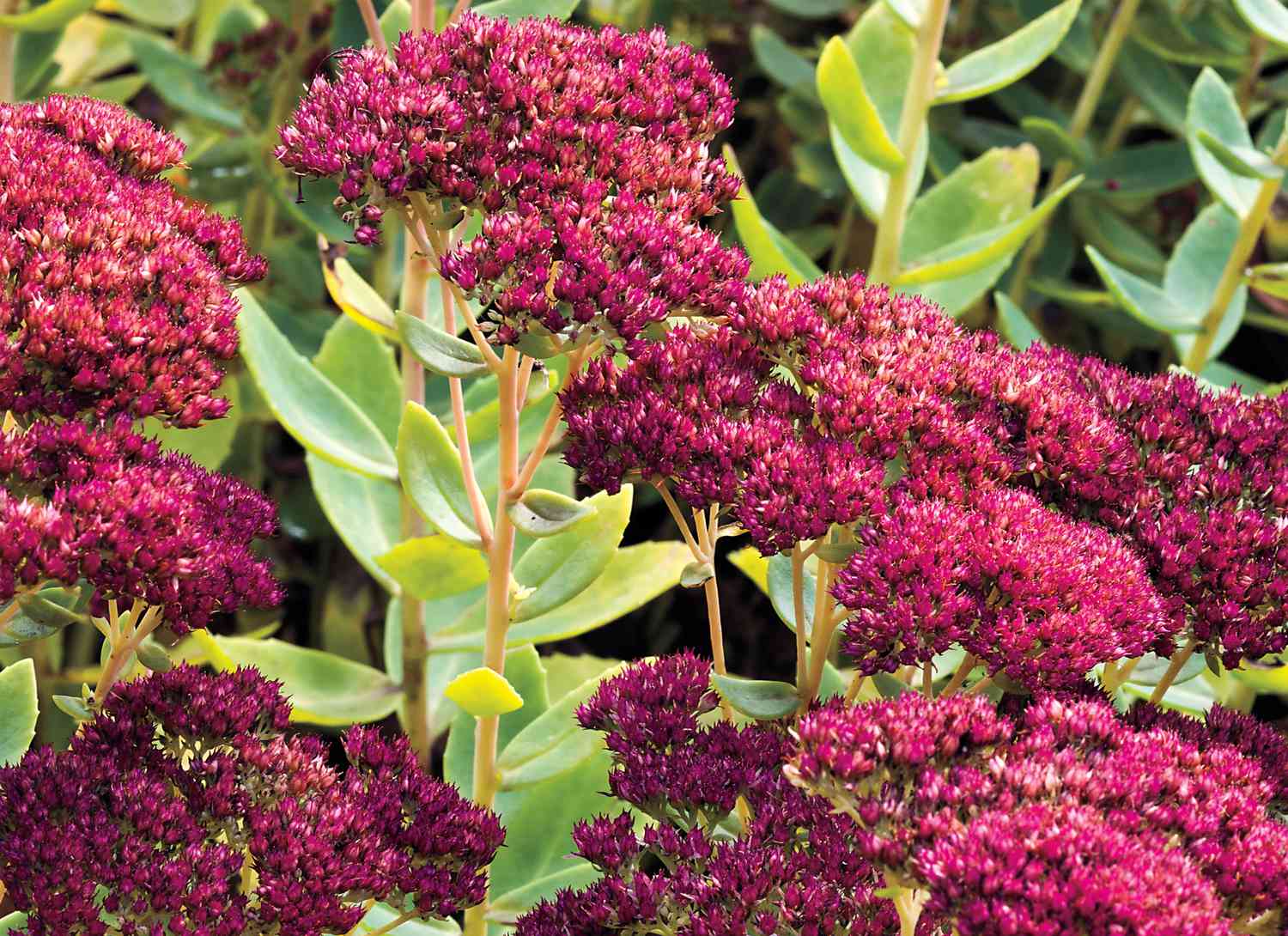 sedum growing in a garden