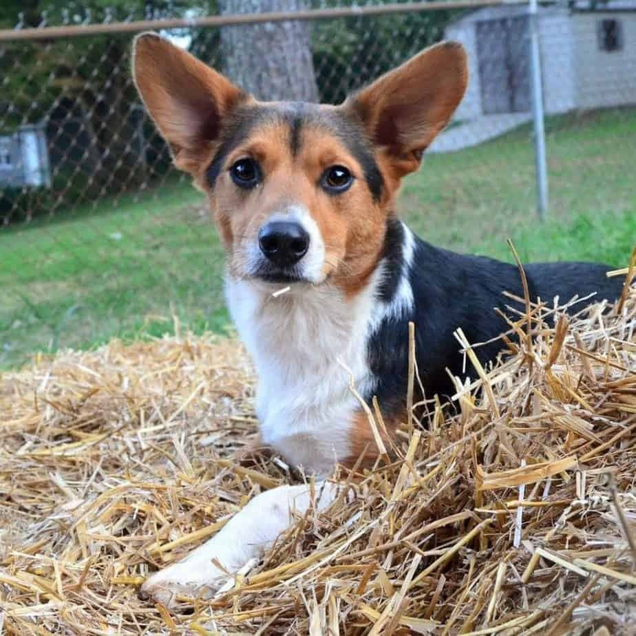 corgi beagle mix