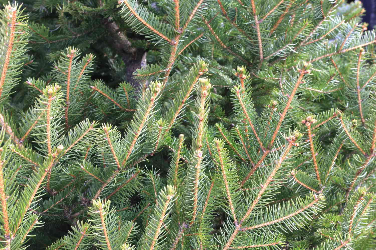 closeup of norway spruce branches with brown twigs and short green needles