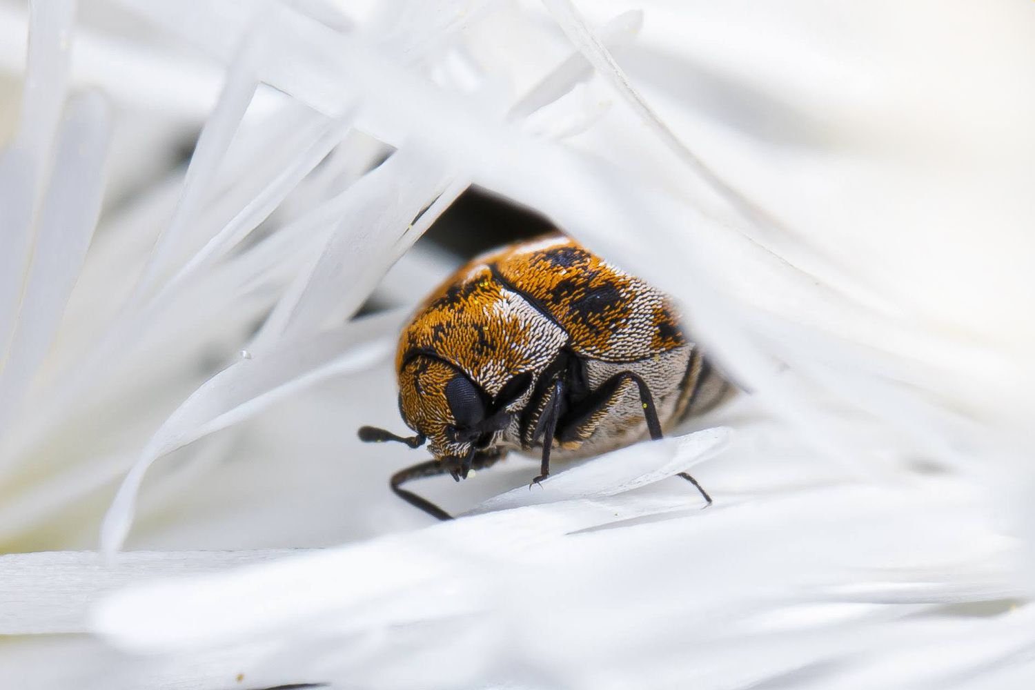 A closeup of an orange and black beetle resting on white petals