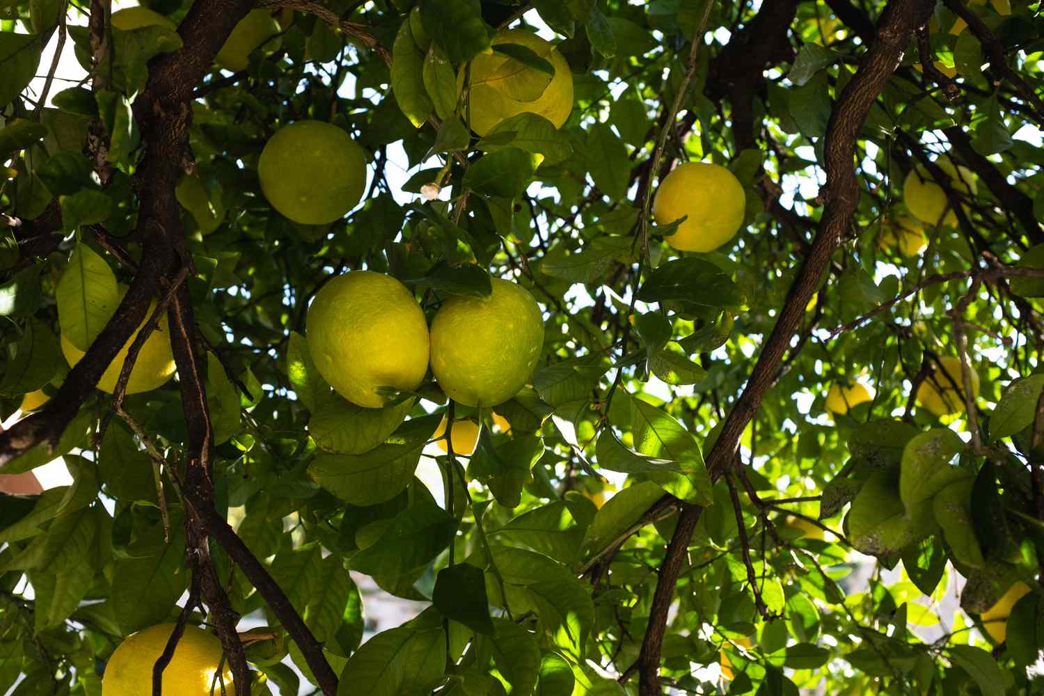 ponderosa lemon tree