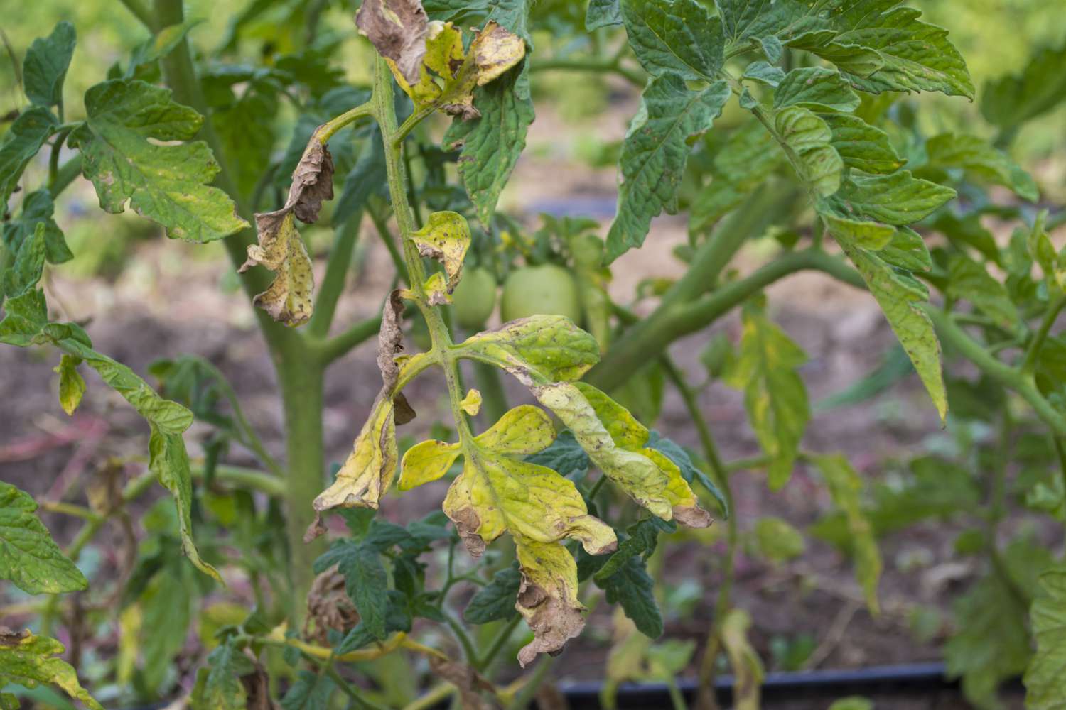 Tomato plant with yellow leaves