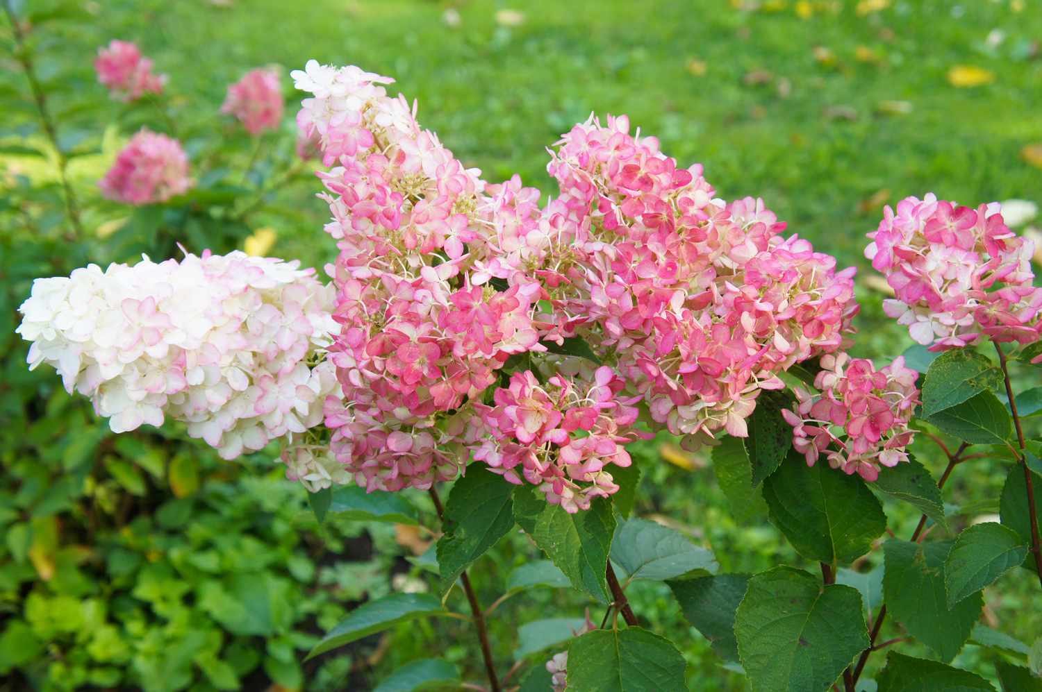 Panicle hydrangea (Hydrangea paniculata) 