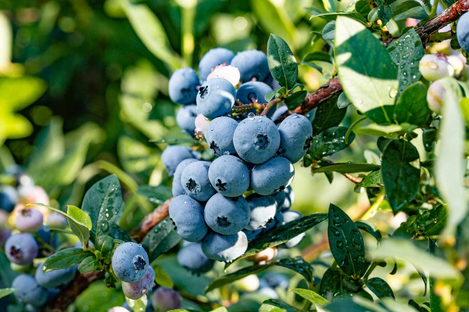 Blueberries hanging on a branch with leaves