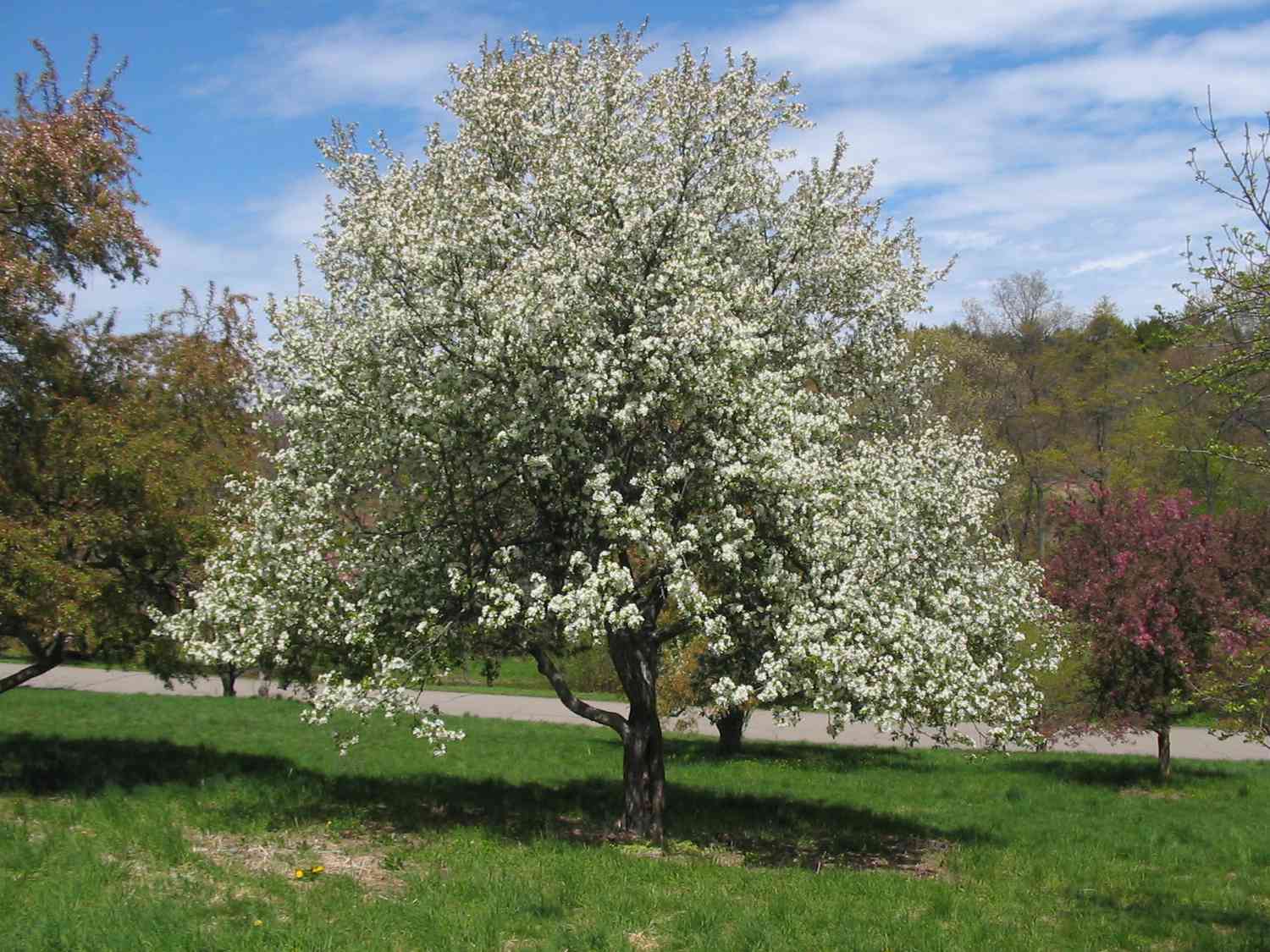 Dolga Crabapple