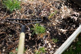 A garden bed being cleaned with a rake showing soil dried leaves and small patches of green plants