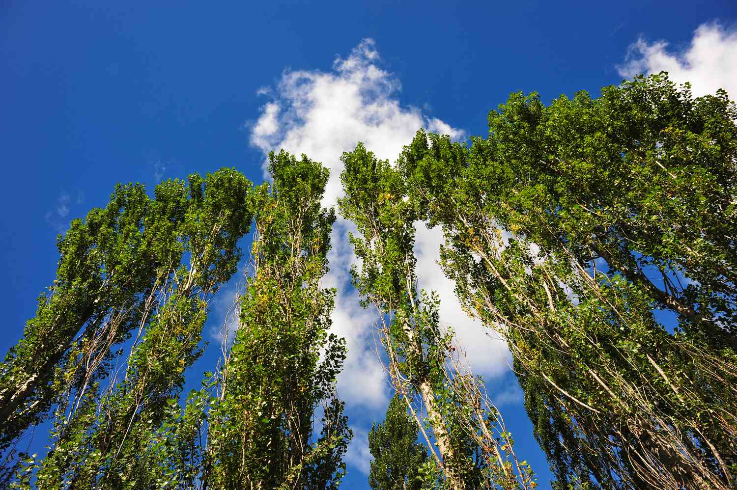 Lombardy Poplars (Populus nigra), Fredericton, New Brunswick, Canada