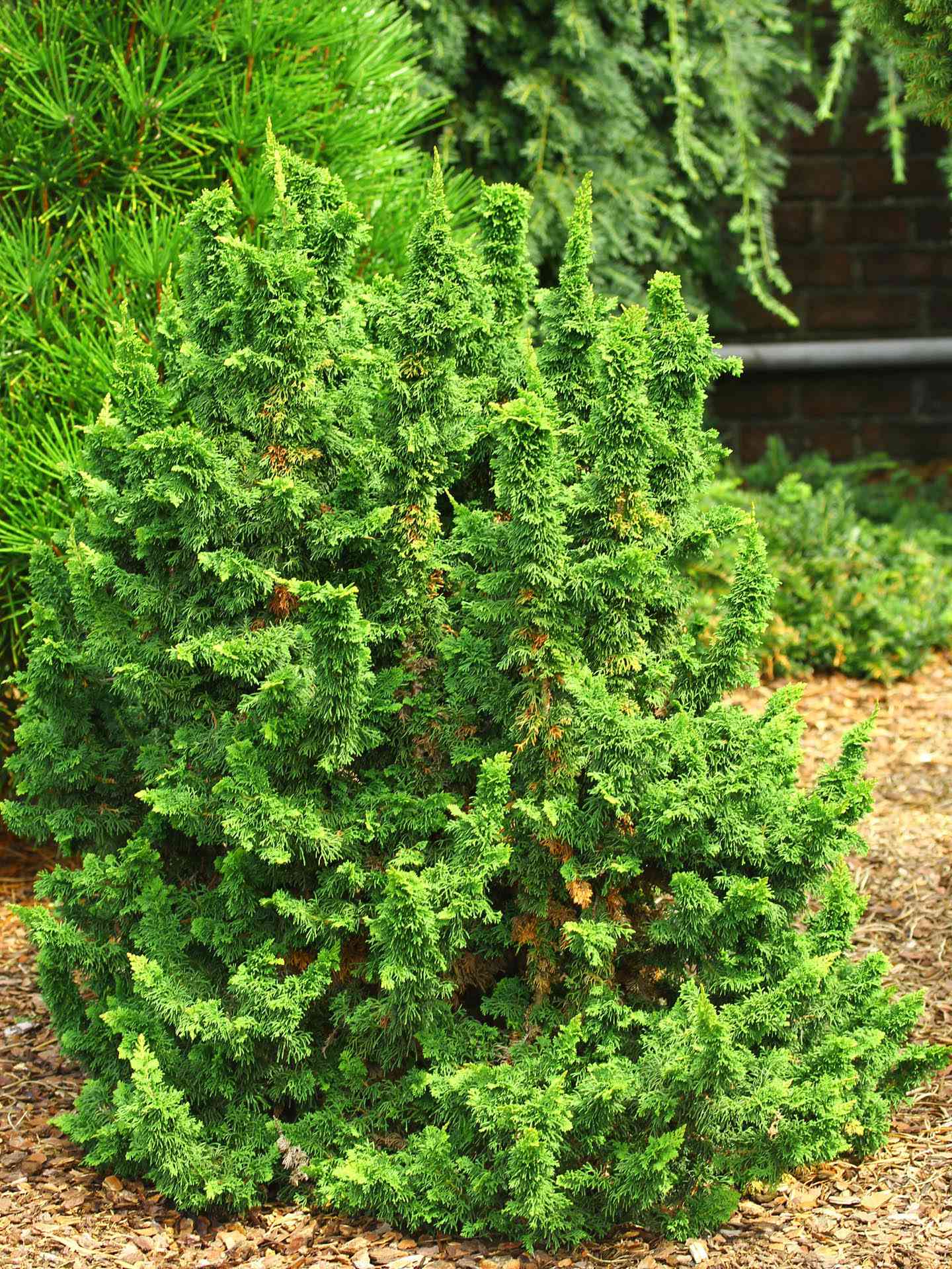 1.-Thuja-occidentalis-Malonyana-holub.jpg
