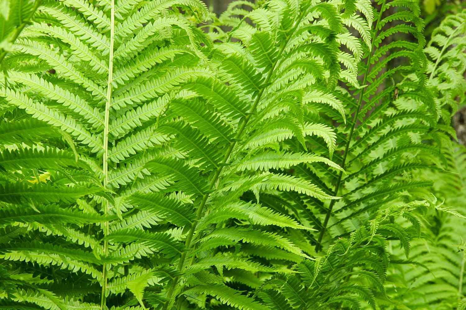 Matteuccia struthiopteris