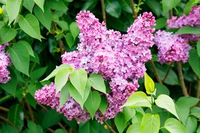 persian lilac