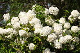 Snowball viburnum
