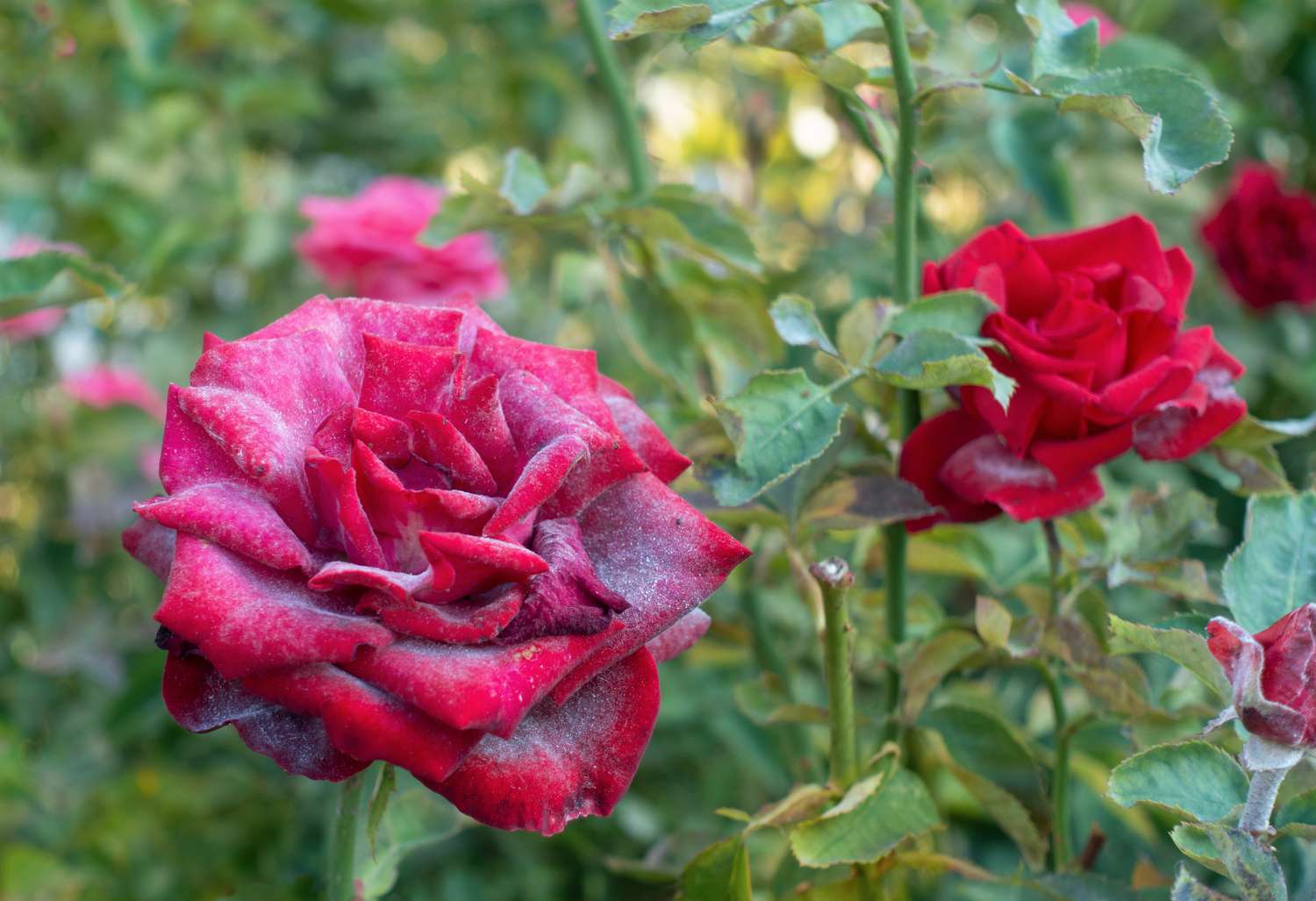 powdery mildew on a rose