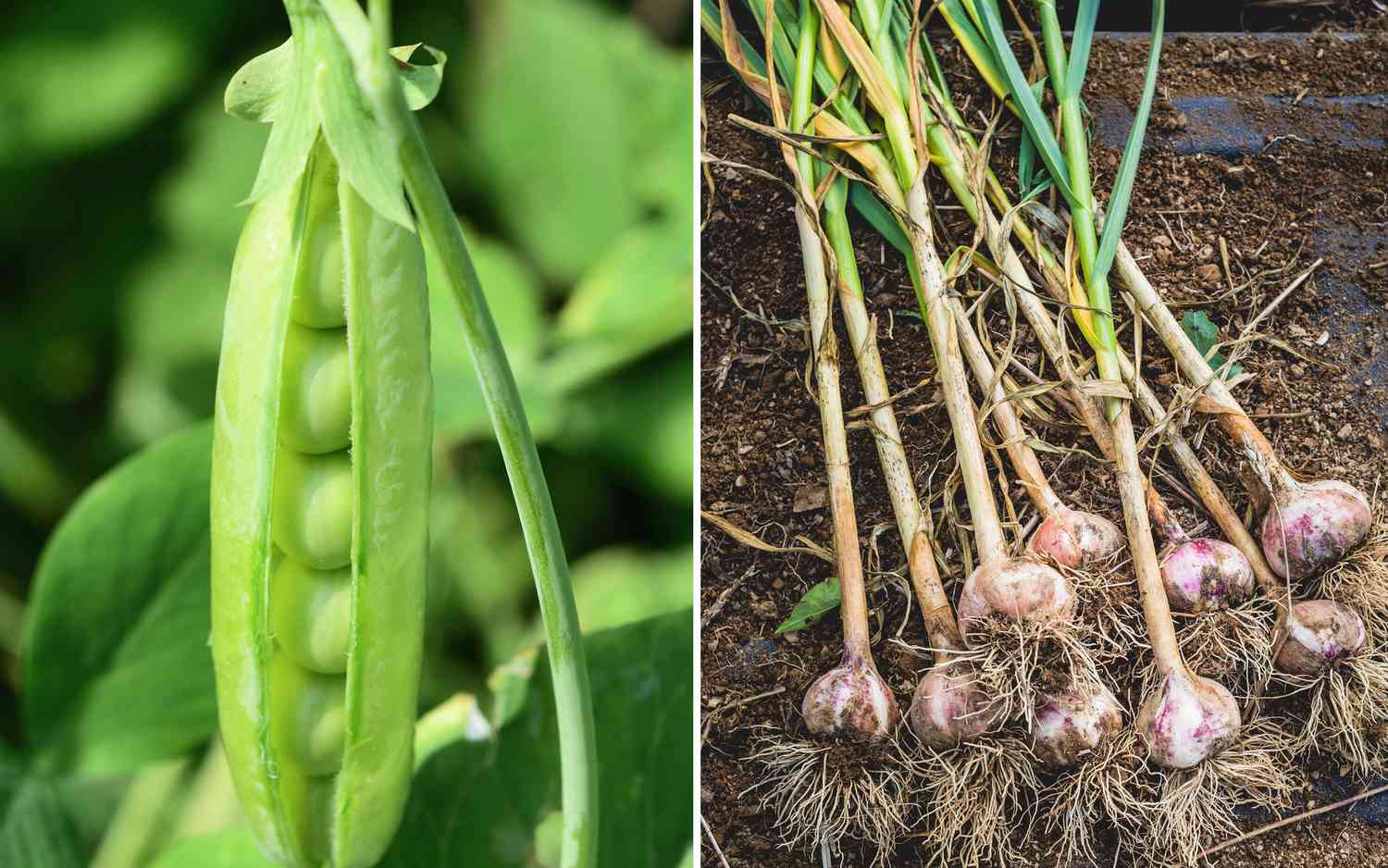 peas and garlic