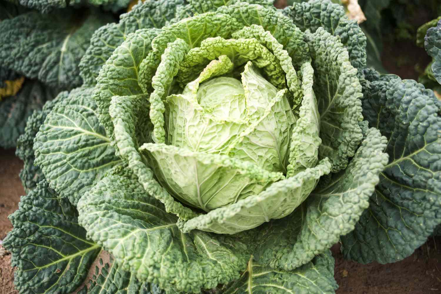 Savoy cabbage growing in vegetable garden