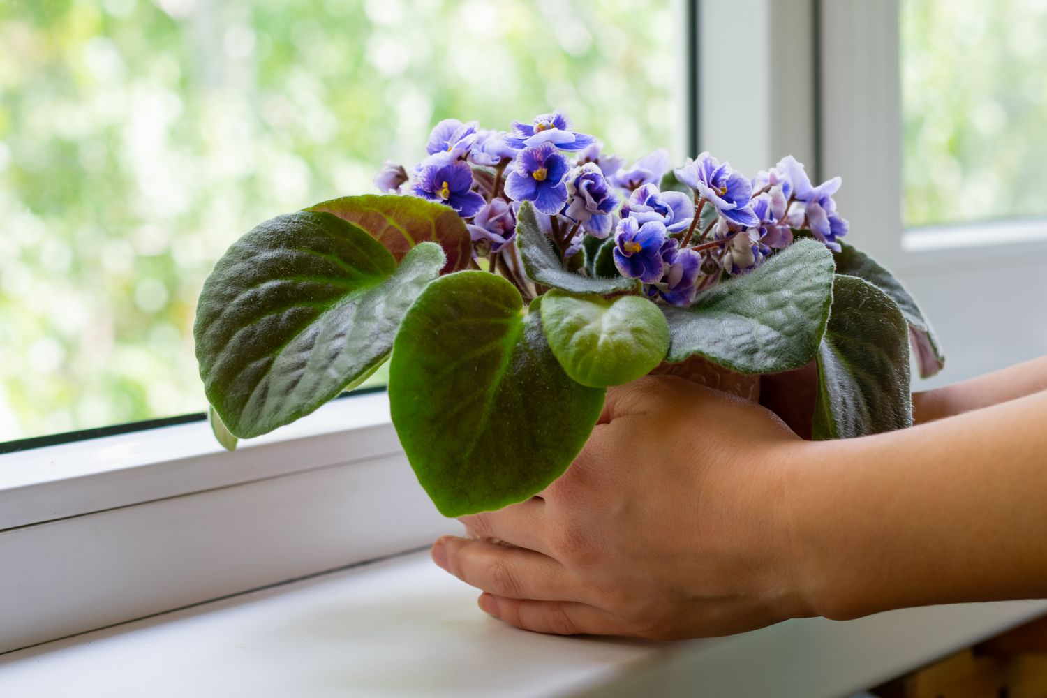 african violet