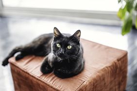 Cat lying on an ottoman