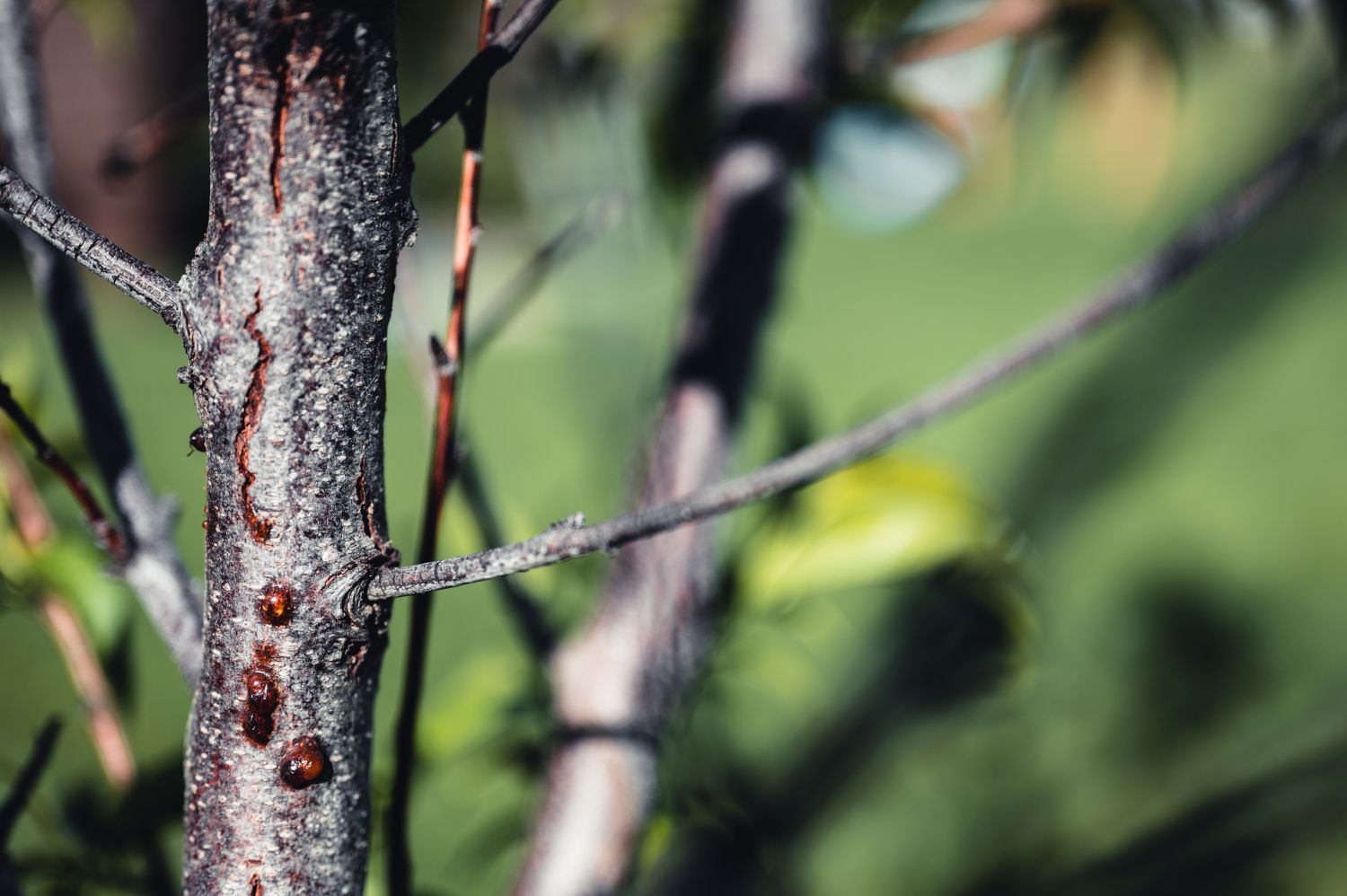 Closeup view of a tree branch with sap droplets and blurred background