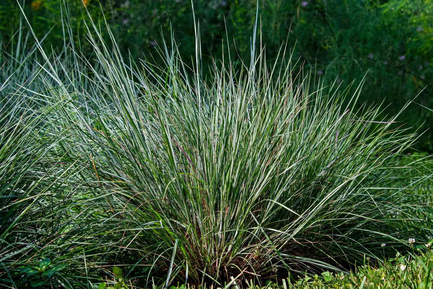Little Bluestem (Schizachyrium Scoparium)