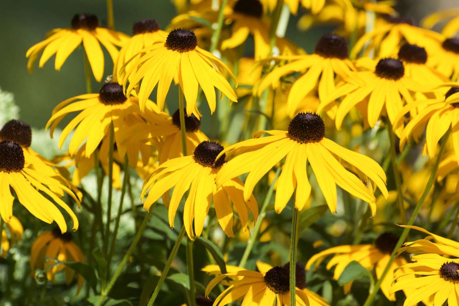 Black-Eyed Susan Blooming In Garden