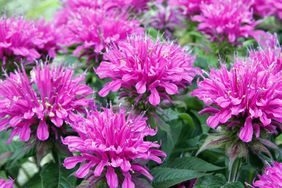 Several bright and grouped flowers in bloom
