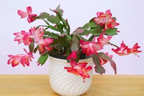 A potted flowering plant with vibrant blossoms placed on a wooden surface against a light background