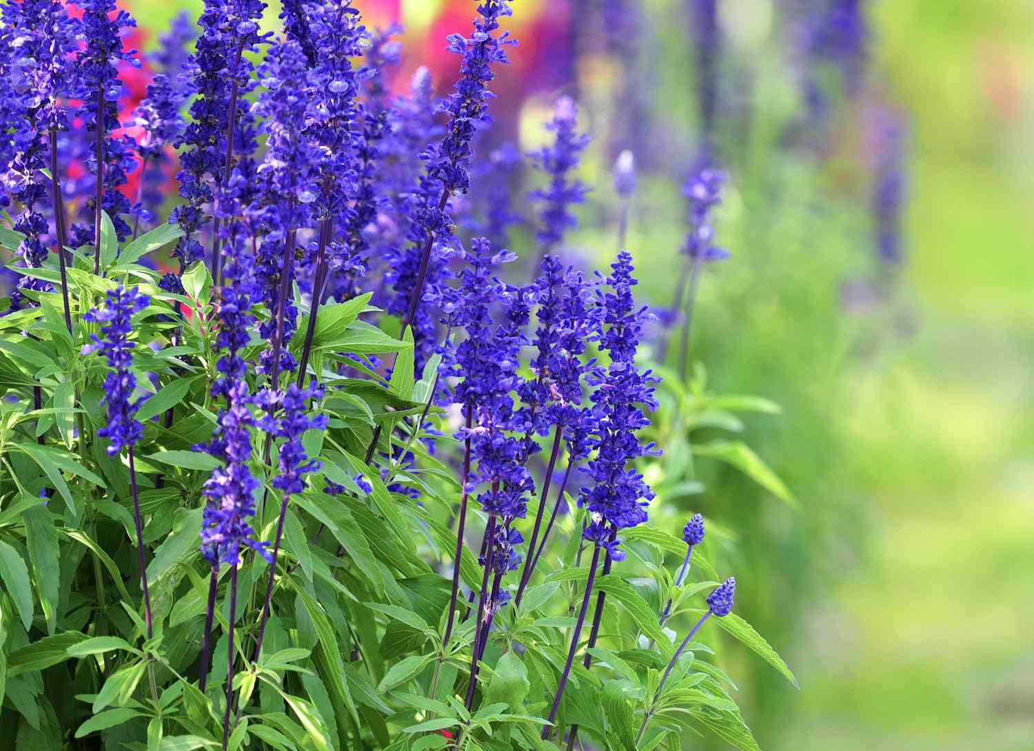 blue sage growing in a garden