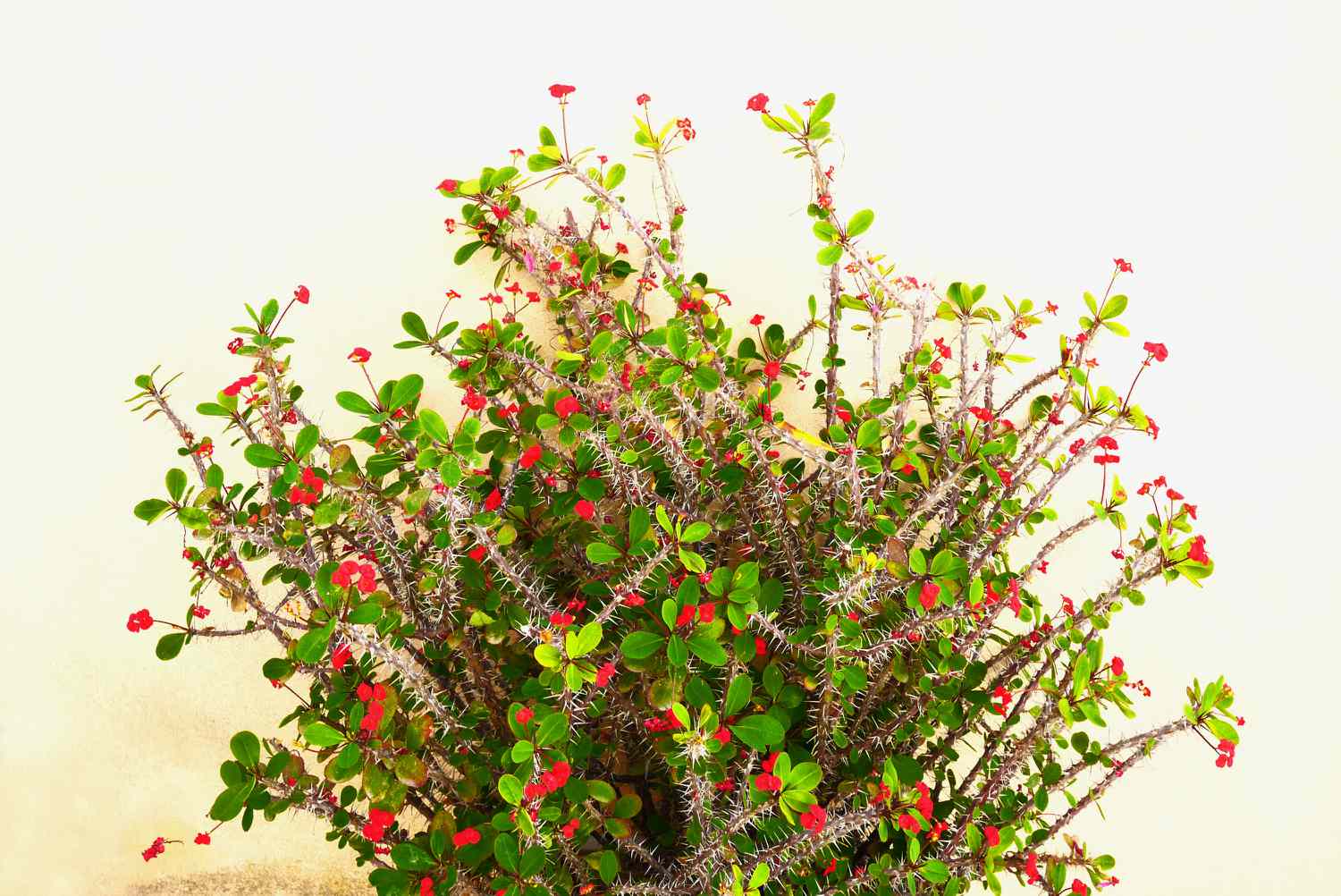 crown of thorn succulent plant