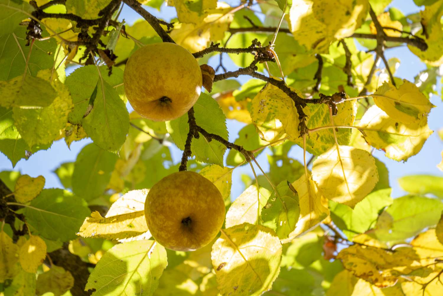 Golden russet apples