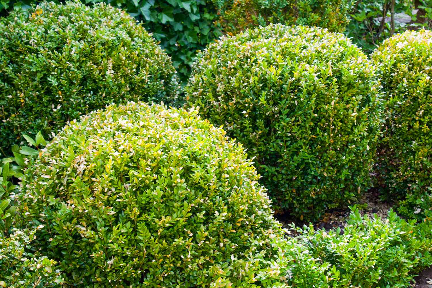 Boxwood shrubs
