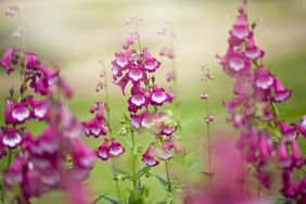 Beardtongue flowers