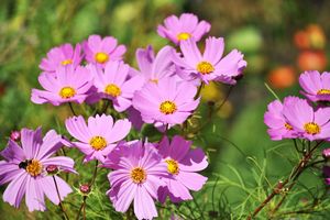 A group of blooming flowers in a garden