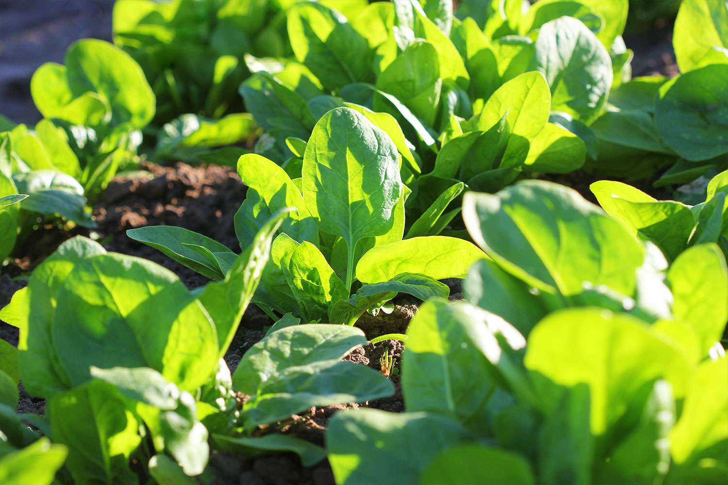 Spinach growing in garden