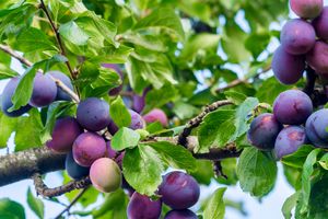 close up of a plum tree