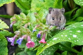 A mouse surrounded by green plants and pinkish flowers