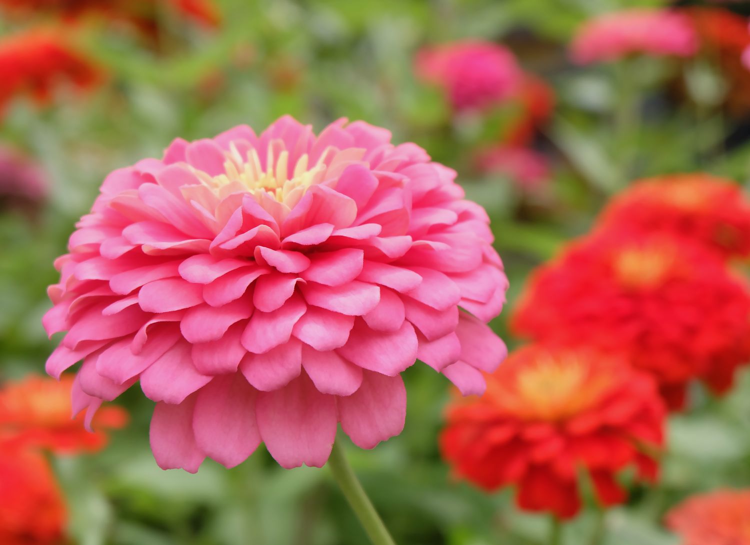 pink and red zinnias in a garden
