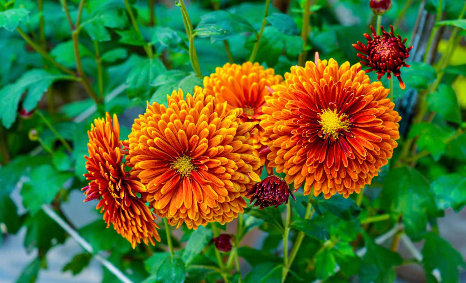 orange chrysanthemum flowers