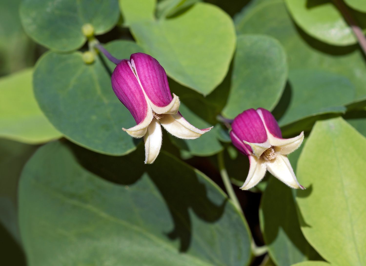 whiteleaf leather flower with pink and white blooms