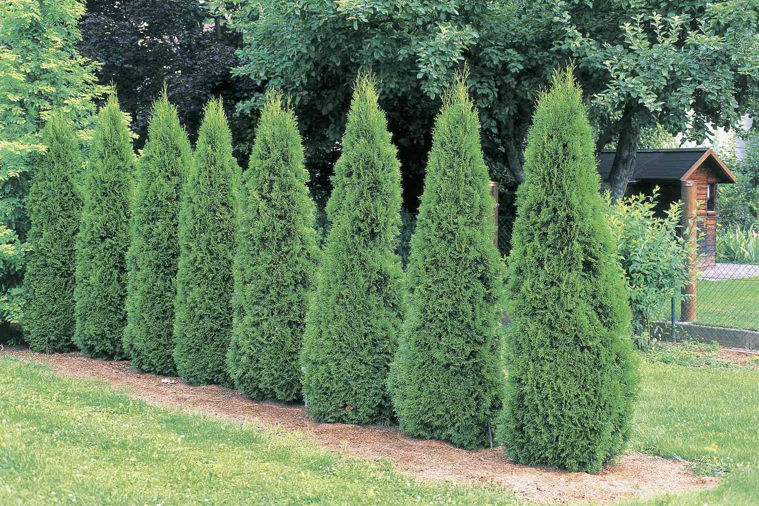 Arborvitae trees in a garden (Thuja occidentalis Smaragd)