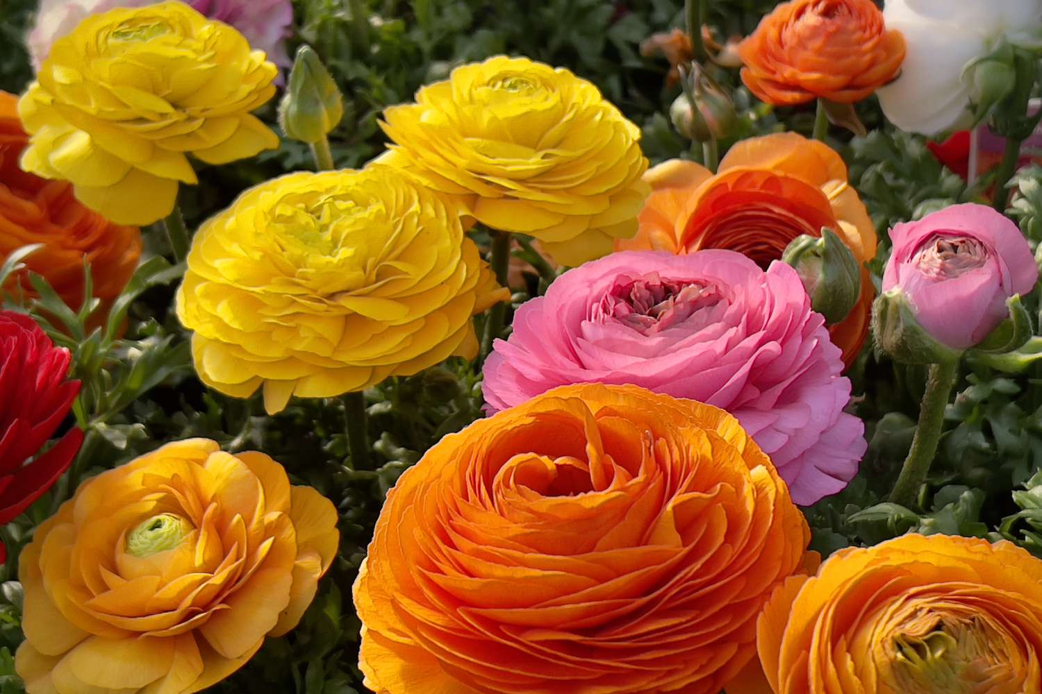 A vibrant display of blooming ranunculus flowers with layered petals