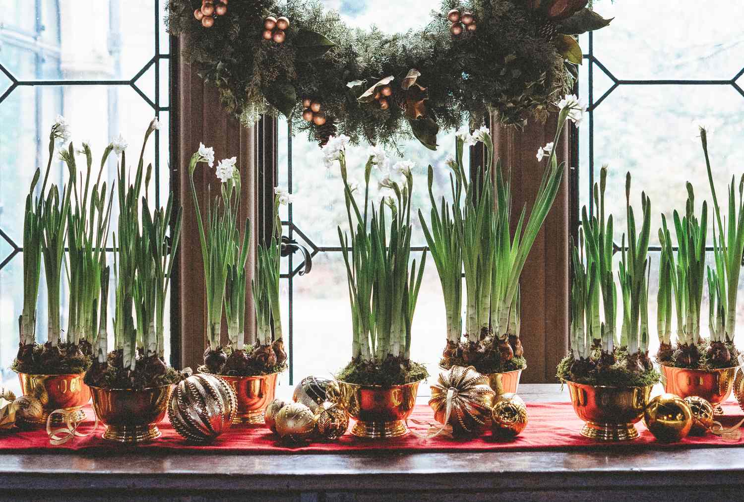 Paperwhite plants in gold pots arranged on a table with holiday decorations in front of a window