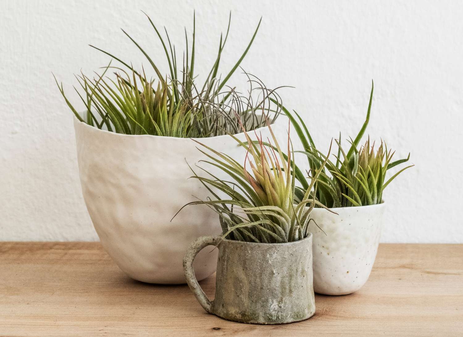 three air plants in ceramic containers on wooden surface