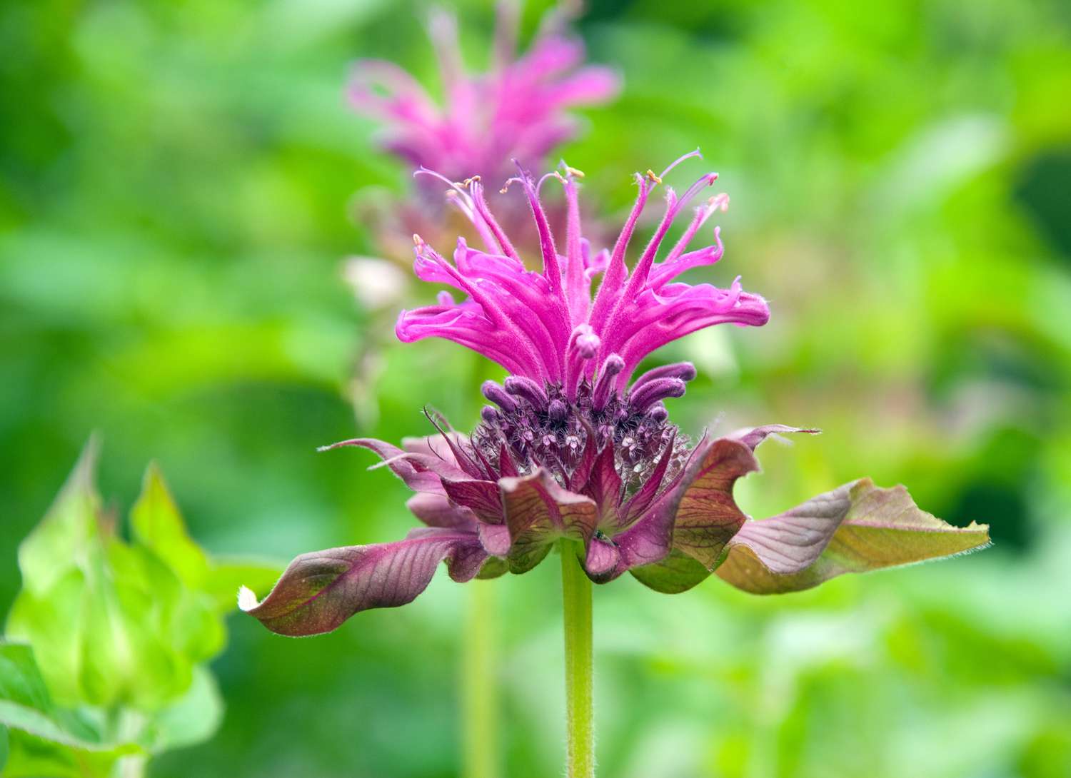 close up of bee balm pink flower