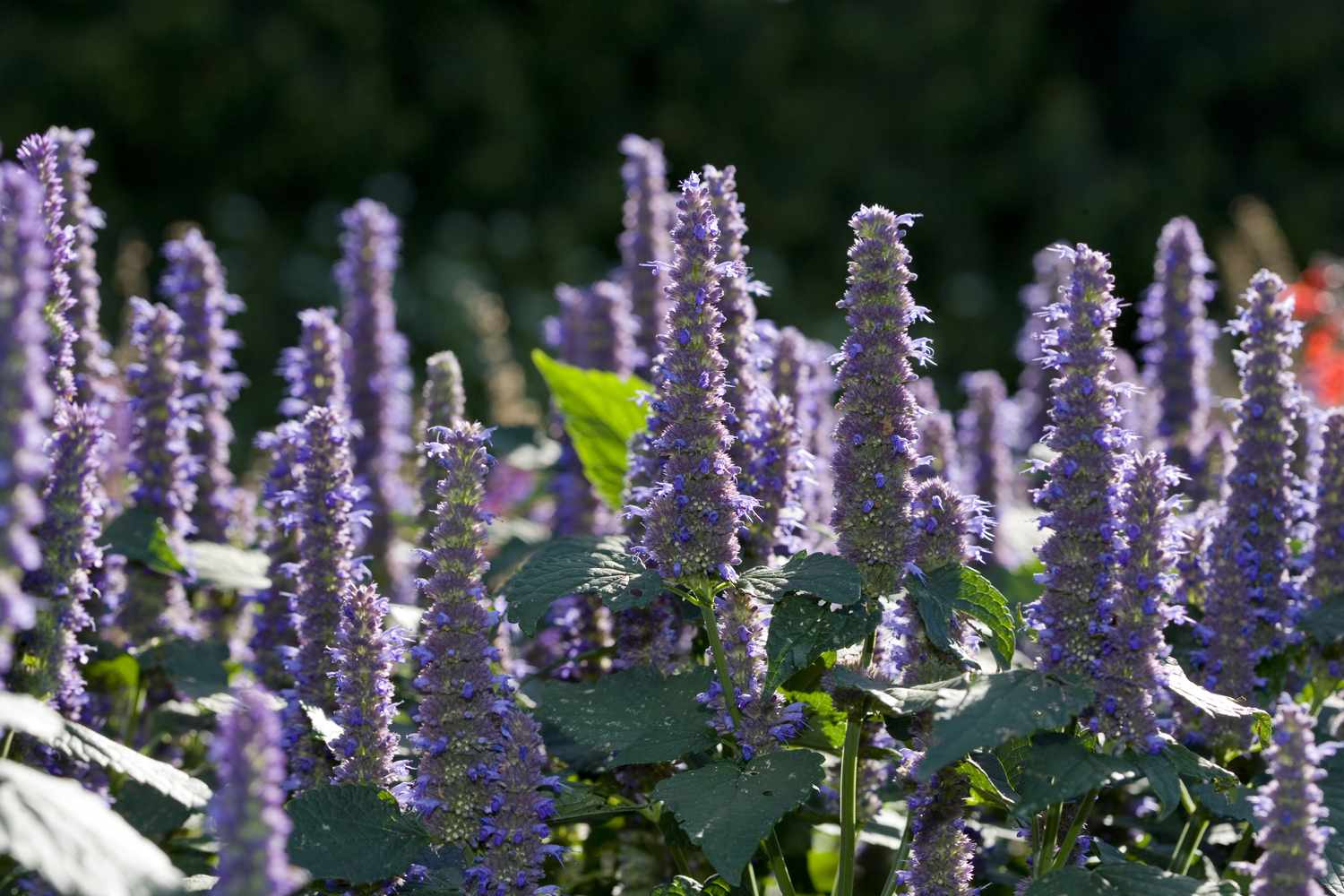 Tall purple anise hyssops in a garden