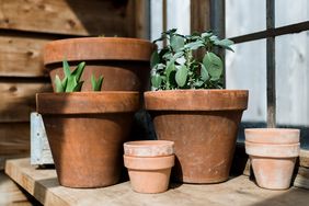 Several terracotta pots arranged on a shelf some containing plants next to a window