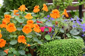 A vibrant garden display featuring orange flowers and surrounding greenery
