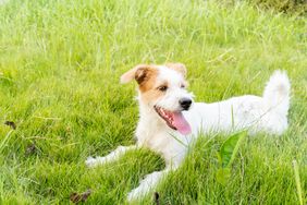 A dog lying on the grass tongue out and looking content